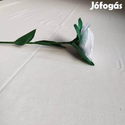 Örök rózsa, fehér 