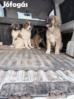 Örökbe fogadható kiskutyák fajtatiszta jellegűek