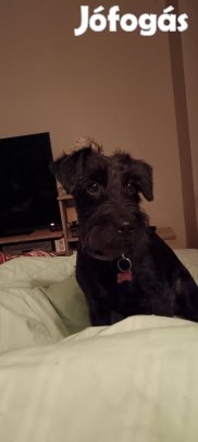 Örökbe fogadható kistestű kutyák