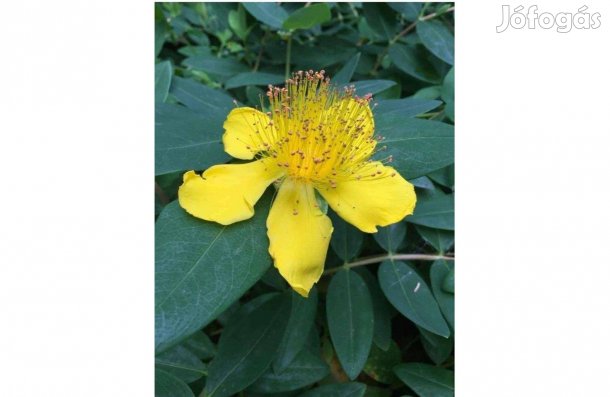 Örökzöld Orbáncfű- Hypericum calycinum