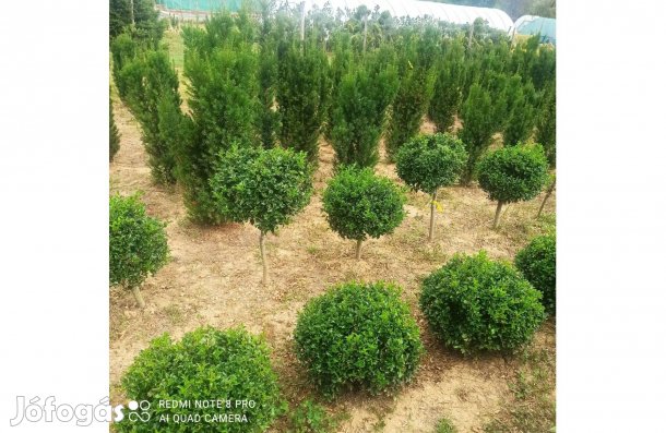 Örökzöld dísznövények