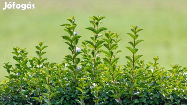 Örökzöld fagyal sövény - futárral is