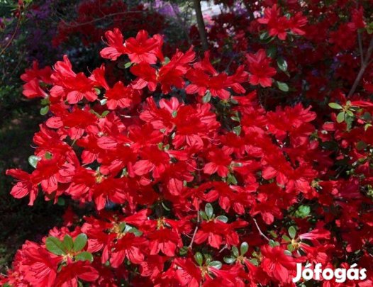Örökzöld japán azálea - piros virágú 'Addy wery'