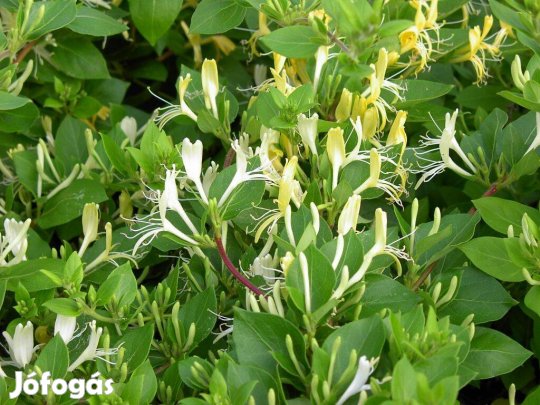 Örökzöld japán lonc Lonicera japonica futónövény