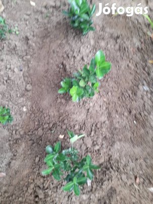 Örökzöld kaukázusi kecskerágó.