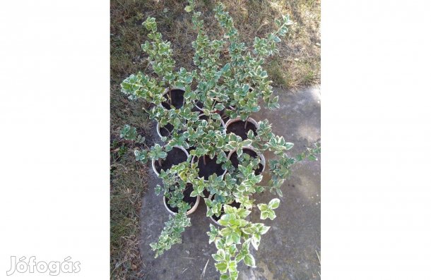 Örökzöld kecskerágók