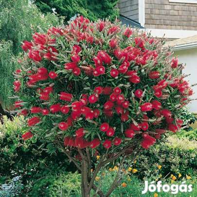 Örökzöld kefevirág