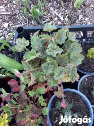 Örökzöld kerti évelő rezgő rózsaszín virágzat