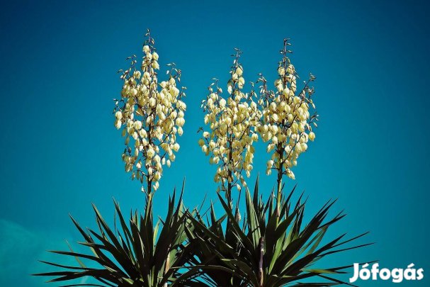 Örökzöld kerti pálmaliliom (Yukka filamentosa), jukka konténerben