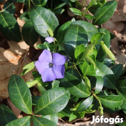 Örökzöld kis télizöld (Vinca minor) kis meténg talajtakaró konténerben