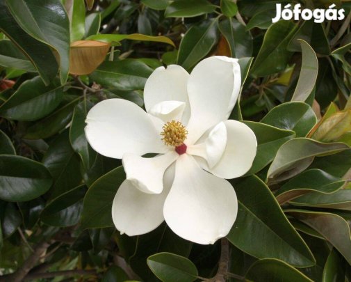 Örökzöld liliomfa-magnólia 80-100 cm eladó