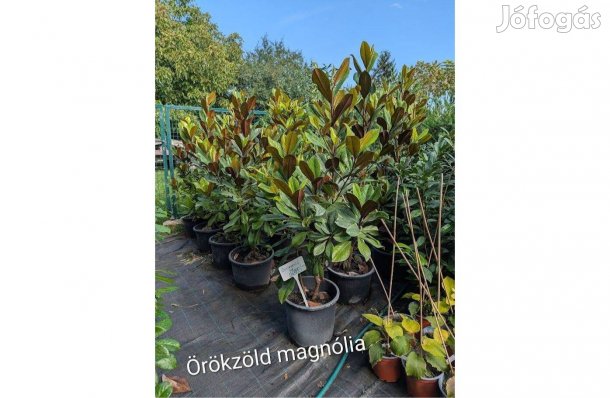 Örökzöld magnólia 160cm liliomfa magnolia grandiflora sövény bokor