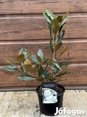 Örökzöld magnólia