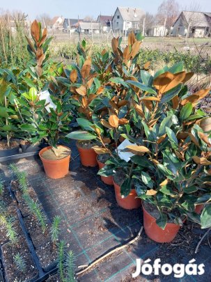 Örökzöld magnólia 'Little Gem' 