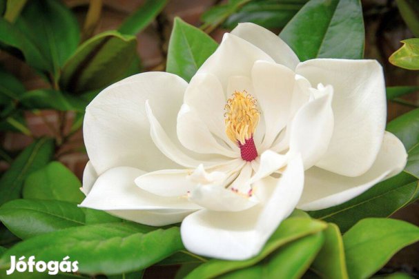 Örökzöld magnólia-liliomfa 100-180 cm eladó