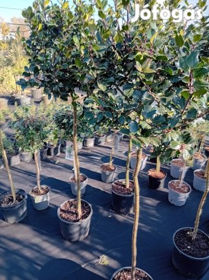 Örökzöld magyalfa