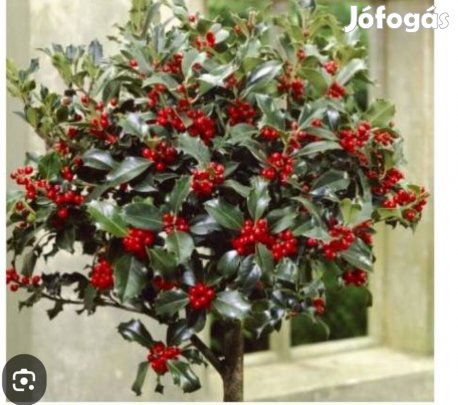 Örökzöld magyalfa 