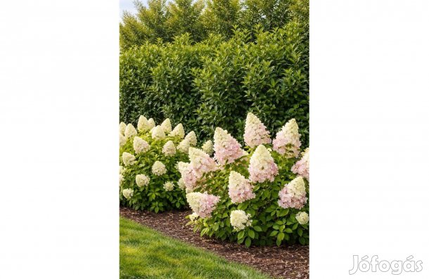 Örökzöld sövény + hortenzia csomag Babérmeggy
