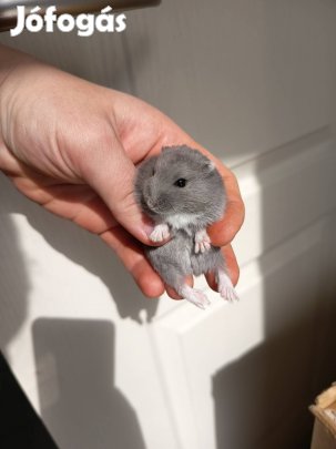 Oroszkék Dzsungáriai törpehörcsög fiúk