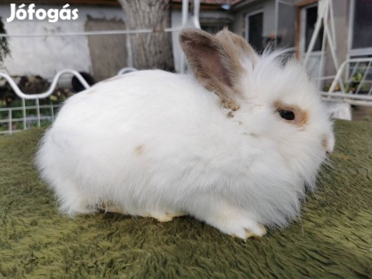 Oroszlán fejű törpe nyúl bak