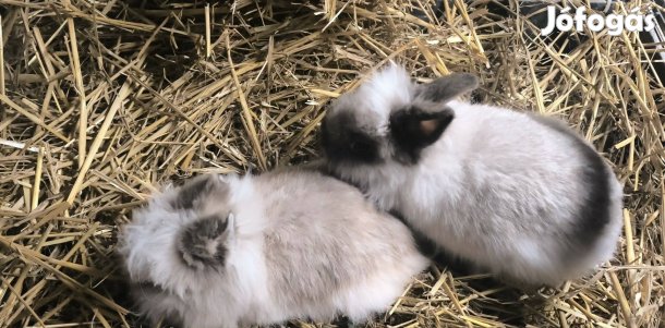 Oroszlán fejű törpe nyuszik 