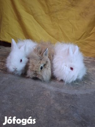 Oroszlán fejű törpenyulak!