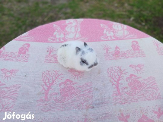 Oroszlánfejű Törpenyúl / nyúl