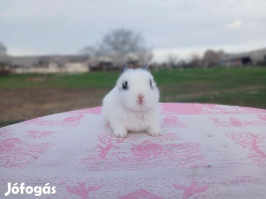 Oroszlánfejű Törpenyúl / nyúl