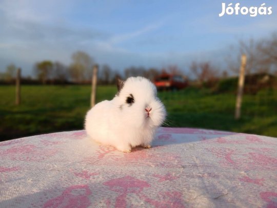 Oroszlánfejű Törpenyúl / nyúl