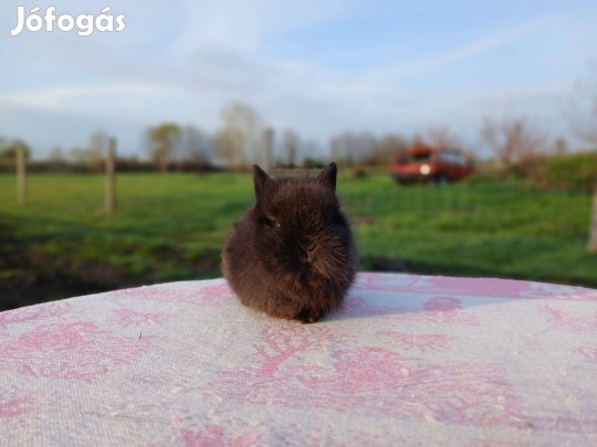 Oroszlánfejű Törpenyúl / nyúl