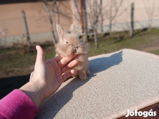 Oroszlánfejű Törpenyúl / nyúl