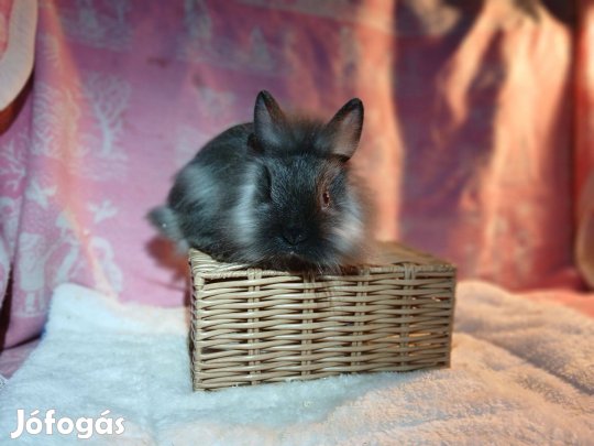 Oroszlánfejű Törpenyúl / nyúl