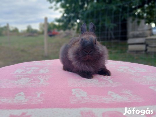 Oroszlánfejű Törpenyúl bak 6 hónapos