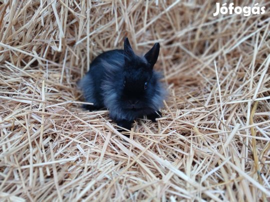 Oroszlánfejű Törpenyúl nőstény / nyúl