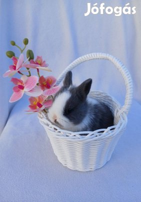 Oroszlánfejű, holland törpenyuszi, törpenyúl eladó