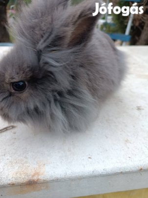 Oroszlánfejű felnőtt törpenyúl elvihető