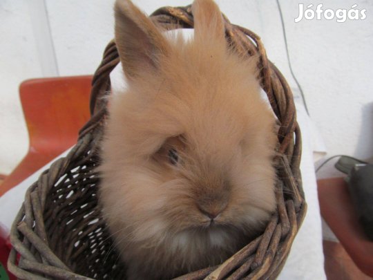 Oroszlánfejű kis nyúl Húsvétra ea. Visszafogadással is.Siófok