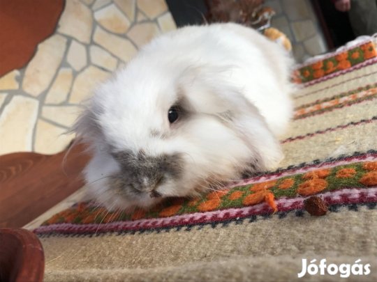 Oroszlánfejű mini kosorrú lógófülű törpenyúl