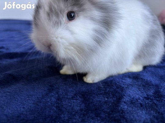 Oroszlánfejű nyúl