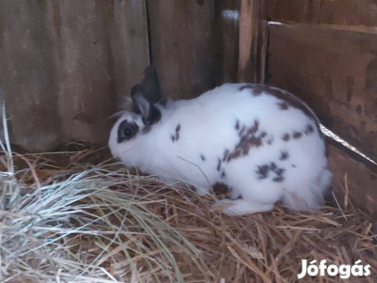 Oroszlánfejű nyulak eladók