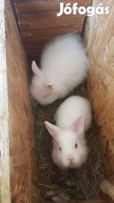 Oroszlánfejű nyuszi