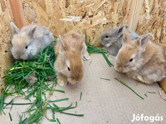 Oroszlánfejű nyuszik