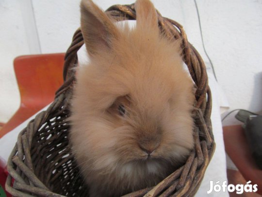 Oroszlánfejű törpe kis nyúl húsvétra foglalható visszafogadással is