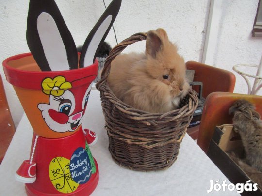 Oroszlánfejű törpe kis nyúl húsvétra foglalható visszafogadással is