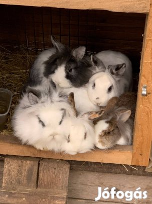 Oroszlánfejű törpe nyulak eladók kecskeméten