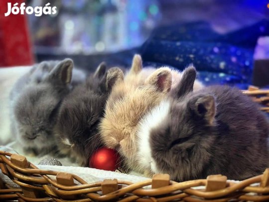 Oroszlánfejű törpenyúl