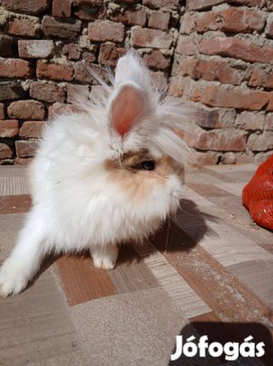 Oroszlánfejű törpenyúl