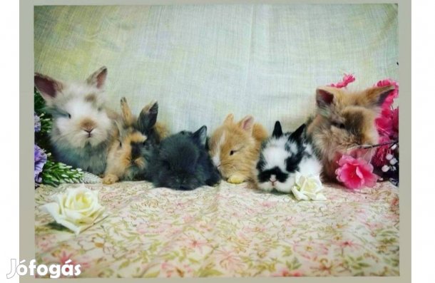 Oroszlánfejű törpenyúl