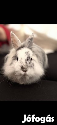 Oroszlánfejű törpenyúl