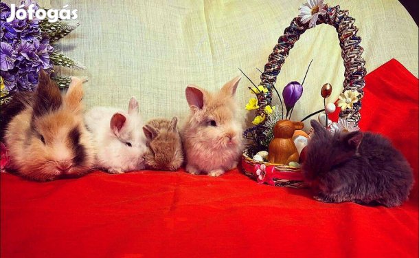 Oroszlánfejű törpenyúl